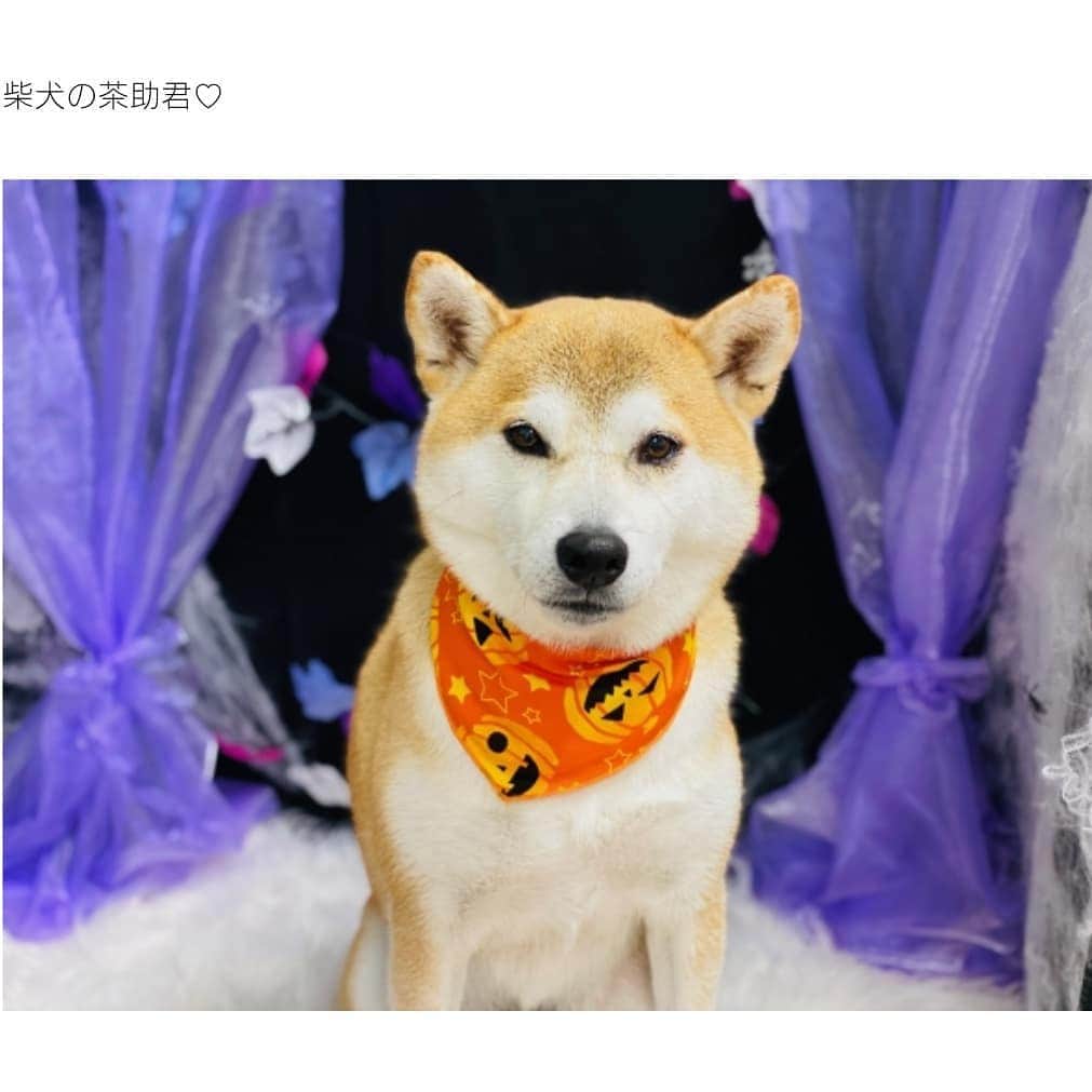 柴犬⭐️サスケさんのインスタグラム写真 - (柴犬⭐️サスケInstagram)「こんにちワン #柴犬#赤柴#犬ら部#ふわもこ部#わんだフォ #いぬのいる暮らし #トリミング#シャンプー#いい匂い#あいにくの雨#いつまで続くかな#茶助#北海道#柴北会 #前回と前々回#pecoいぬ部 #shibasnap #shibagram #shibastagram #🐶#🐶📷」10月24日 12時08分 - shiba20150405