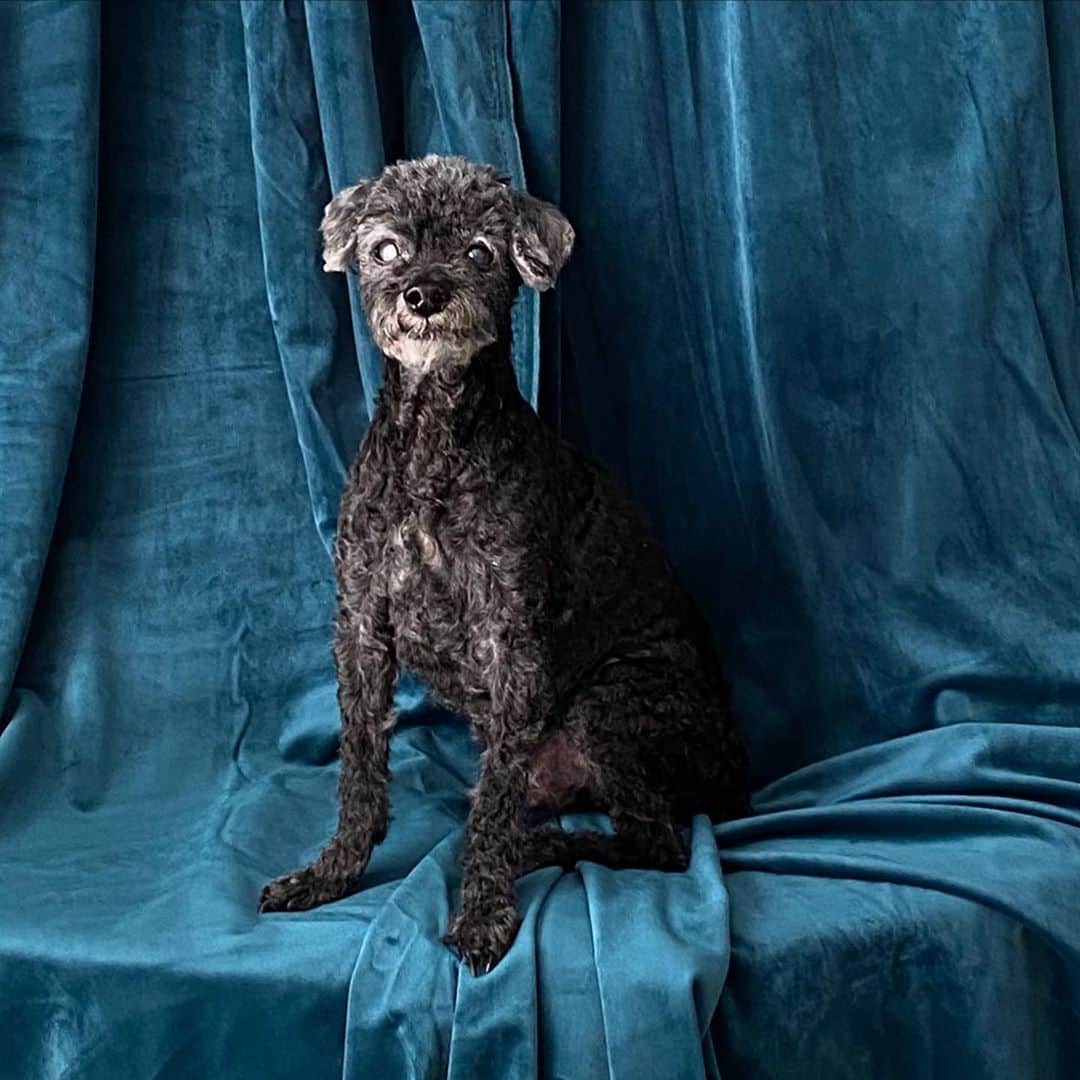 桐島かれんさんのインスタグラム写真 - (桐島かれんInstagram)「我が家の老犬、セザンヌ。 夫がかっこよく撮ってくれました。  #トイプードル」10月24日 12時13分 - houseoflotuskaren