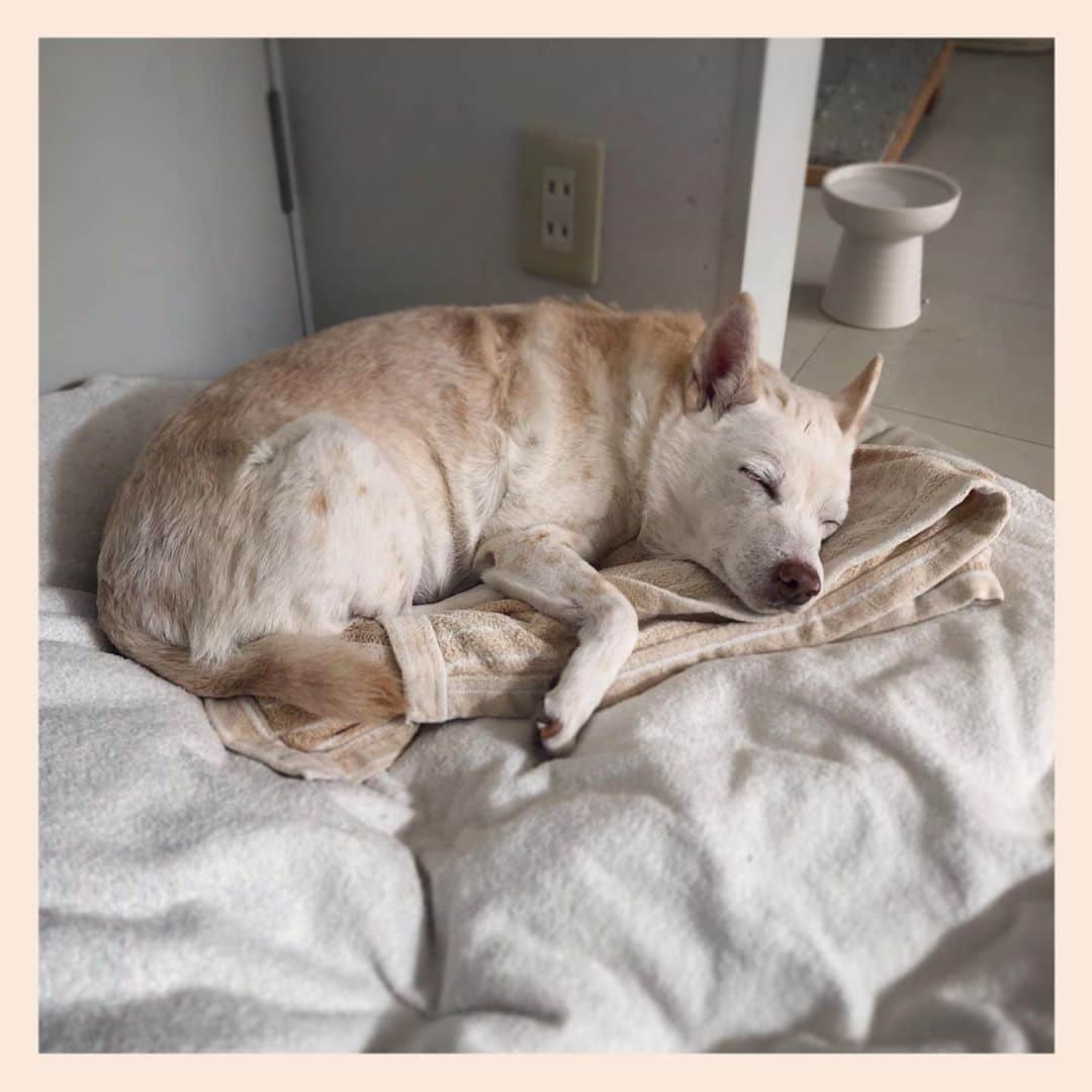 パンといっぴきのインスタグラム：「#元保護犬 #雑種犬 #crossbreed #mixdog #sleepingdog #眠る犬　#キップル14歳」
