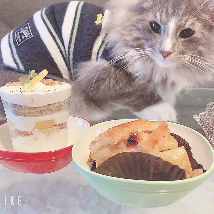 水沢美心のインスタグラム：「#ペット のジャックと #スウィーツ のお時間です💕  #猫 #スウィーツ #おやつ #ノルウェージャンフォレストキャット #長毛種 #オス」