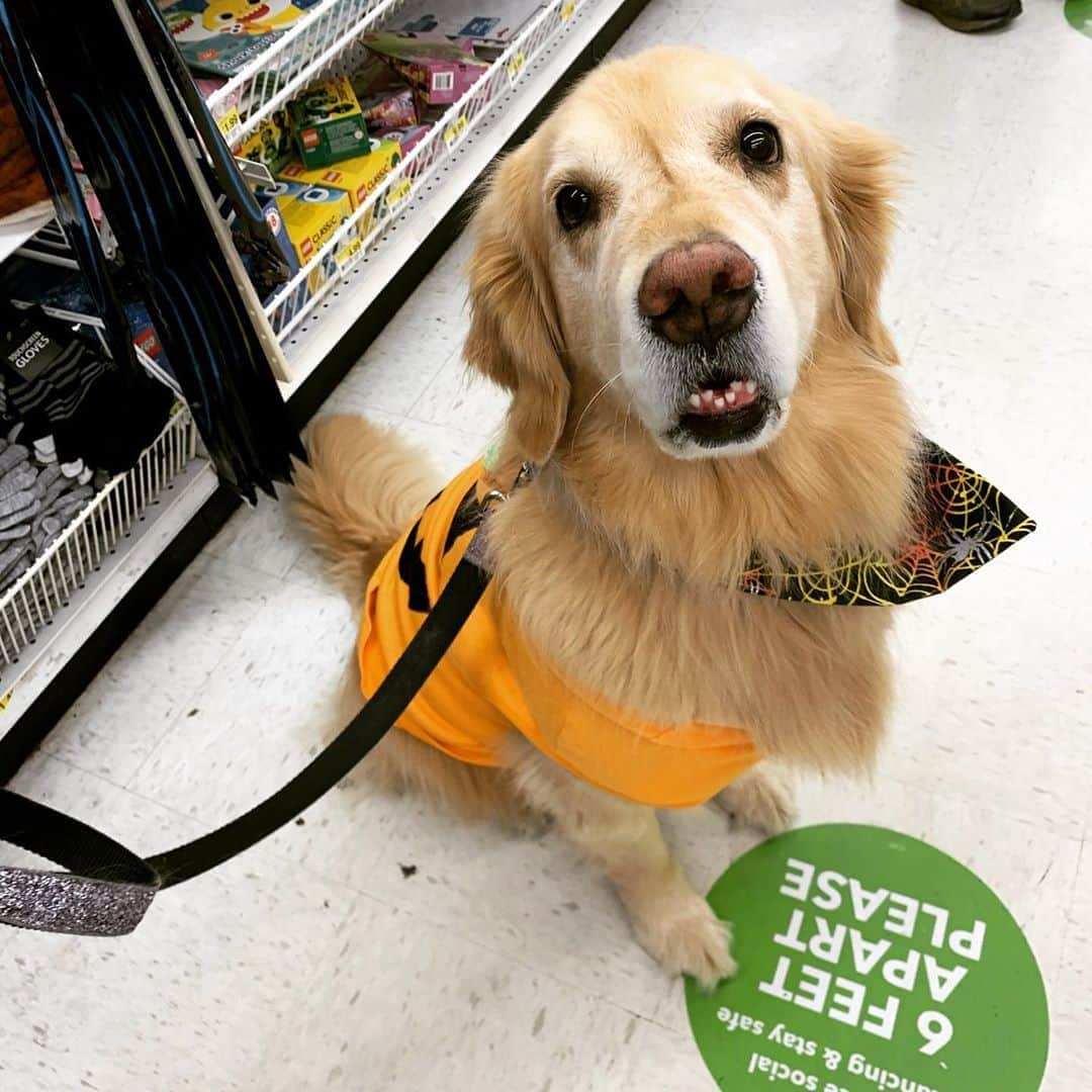 モヒートさんのインスタグラム写真 - (モヒートInstagram)「The upside to doing target training with your dog? They are champs at following the social distancing markers 😂 she goes out of her way to make sure she’s touching them. Do you like shopping with your dog? #socialdistancing #joannfabrics #handmadewithjoann #targettraining #goldenretriever #goldensofinstagram #shopping #goldens #floof #teef #dogmom #ilovemydog #dogsofinstagram」10月24日 12時31分 - mojito_rose_family