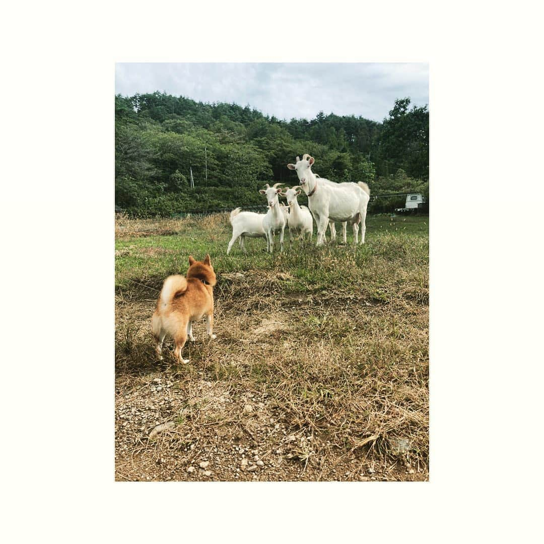 journaleatripさんのインスタグラム写真 - (journaleatripInstagram)「sumou  秋晴れ 相撲日和 .  着いていきなりの 山羊🐐からの相撲相手に選ばれたトマ。 ふと目を離した隙に大泣き 見れば山羊から洗礼の一髪。 学びは "遊びも本気で""身体でぶつかり合い"  目的の 卵は素晴らしくバランスがよいプリプリに 美味しい卵でした。 野菜はどれも味が濃く夢中になって頂ける美味しさでした。 お邪魔しました  まもなくsoilでもこの素晴らしく新鮮で美味しい野菜と 卵並ぶよていです。お楽しみに！」10月24日 12時32分 - eatripjournal