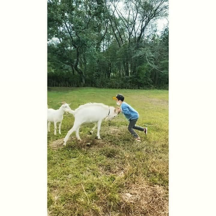 journaleatripのインスタグラム：「sumou  秋晴れ 相撲日和 .  着いていきなりの 山羊🐐からの相撲相手に選ばれたトマ。 ふと目を離した隙に大泣き 見れば山羊から洗礼の一髪。 学びは "遊びも本気で""身体でぶつかり合い"  目的の 卵は素晴らしくバランスがよいプリプリに 美味しい卵でした。 野菜はどれも味が濃く夢中になって頂ける美味しさでした。 お邪魔しました  まもなくsoilでもこの素晴らしく新鮮で美味しい野菜と 卵並ぶよていです。お楽しみに！」