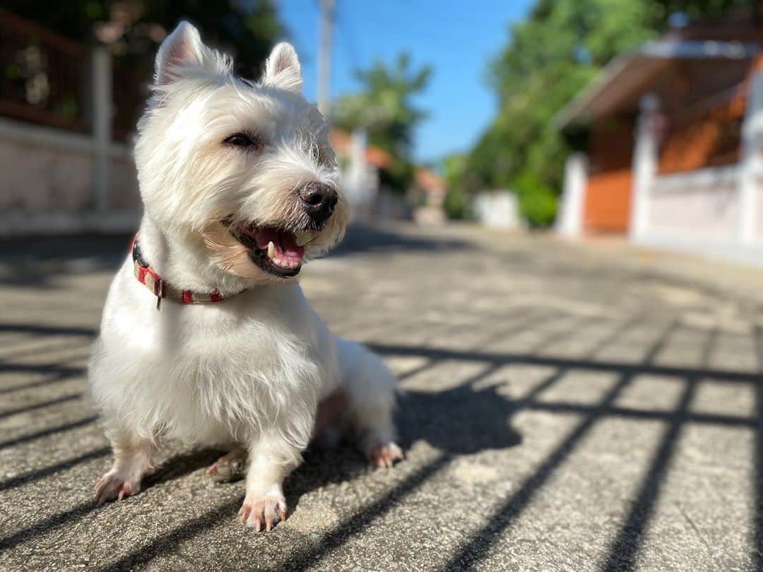 のインスタグラム：「Good morning. Nice wether today. Wish you were here, Hoykong. #plamuek_westies #hkpm」