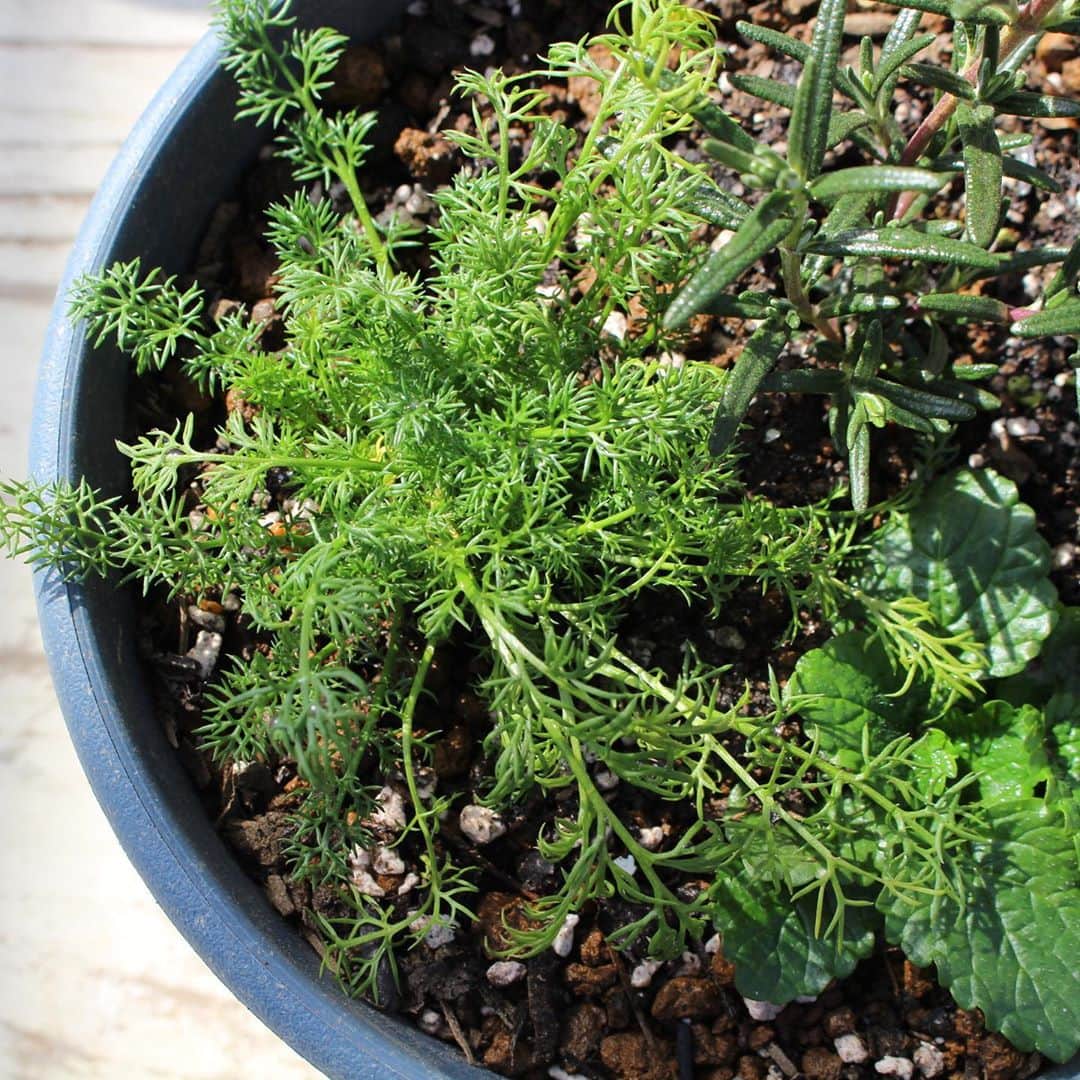 のインスタグラム：「【ベーカリースタッフのお気に入り】お料理にも使えるキッチンハーブ🌿 ﻿ ベーカリースタッフのHです。﻿ 私のおすすめは、ガーデンのキッチンハーブの苗です！  キッチンハーブは選ぶことが楽しいのはもちろんのこと、 ガーデンスタッフが育て方から使い方まで、親身になって相談に乗ってくれます。 お客さんとしても10年以上薬香草園に通い続けていますが、毎回新しい発見があります🌿🌿  お好きな苗を組み合わせて、自分だけのハーブの寄せ植えもできるんですよ。  中でも私がよく使うのが、初めての方でも育てやすいローズマリーです！ フレッシュなローズマリーをチキンやポテトとローストするのが私のおすすめです🌿  お庭を回りながらお気に入りのハーブを見つけて、ぜひお家で苗を育ててみて下さい♪  #薬香草園　#飯能　#ハーブ園﻿ #生活の木　#飯能ハーブガーデン﻿ #メディカルハーブ　#ハーブガーデン﻿ #キッチンハーブ　#寄せ植え #ハーブのある暮らし﻿ #ローズマリー #ナチュラルな暮らし　#ハーブ﻿ #ウェルネス　#ウェルビーイング」