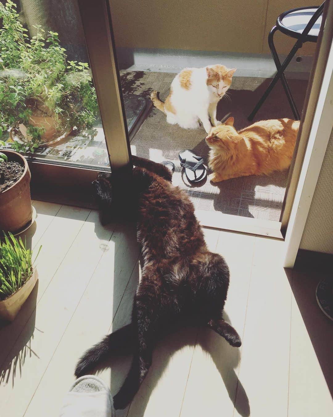 猫沢エミのインスタグラム