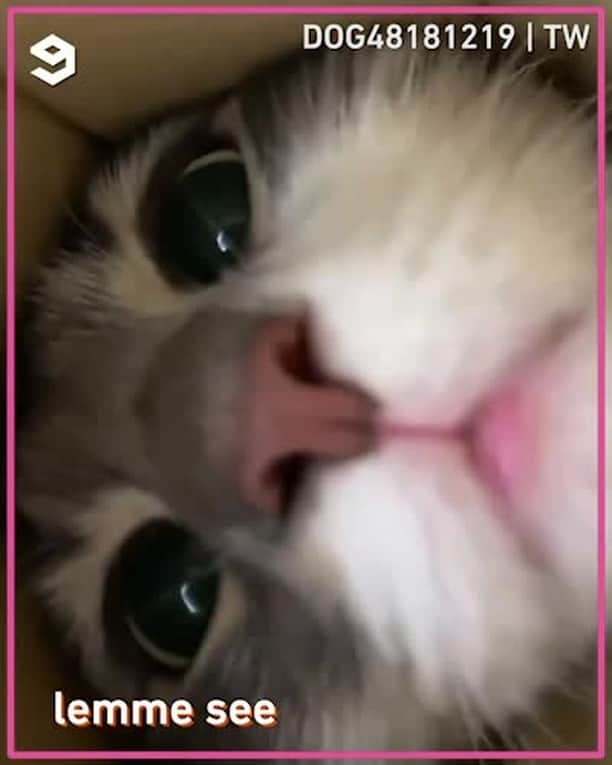 Aww Clubのインスタグラム