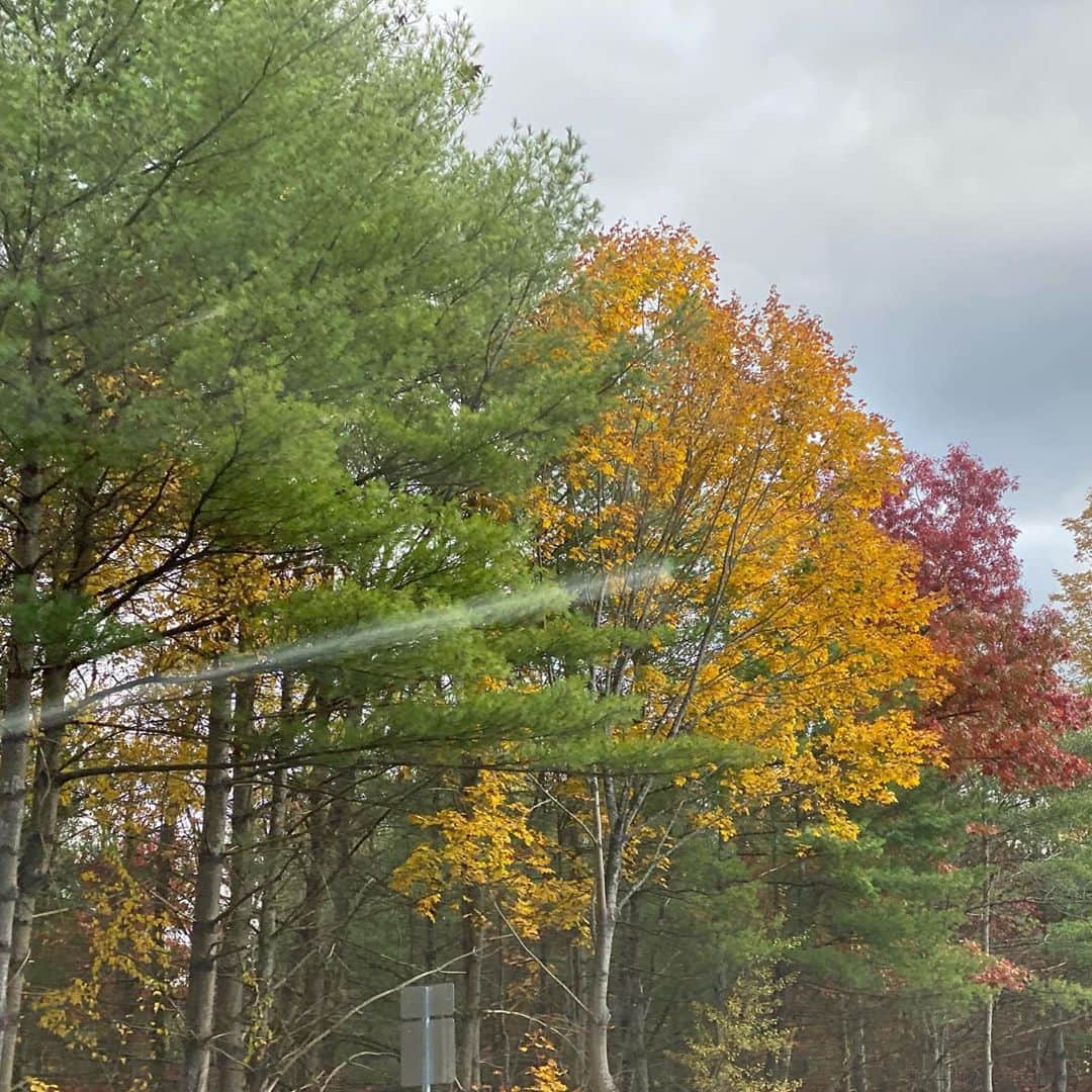 シェリ・ムーン・ゾンビさんのインスタグラム写真 - (シェリ・ムーン・ゾンビInstagram)「Checking out the #fallcolors 🍁🧡 #foliagejunkie #autumnalvibes #decayingbeauty」10月25日 0時34分 - sherimoonzombieofficial
