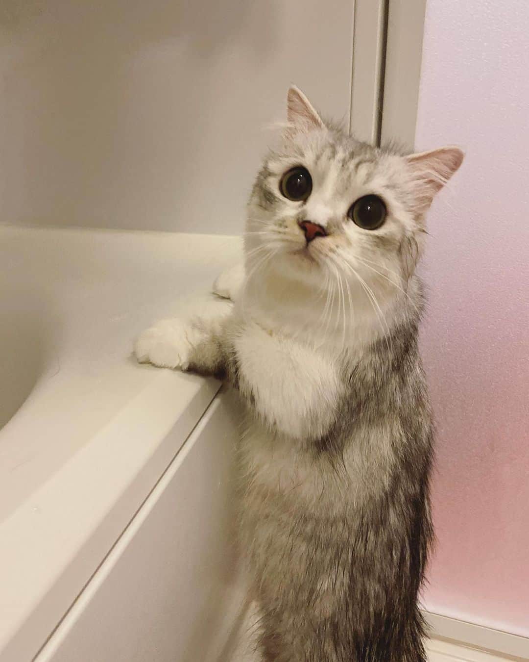 マンチカンのココ王子さんのインスタグラム写真 - (マンチカンのココ王子Instagram)「久々のお風呂だったにゃん🛁 サッパリ✨  ドライヤーにシャー！してパンチお見舞いしてやったにゃ😼✨ 可愛いだけやし手届いてないよってママが笑ってたの。ムキー😾」10月25日 0時37分 - cocolog_cat