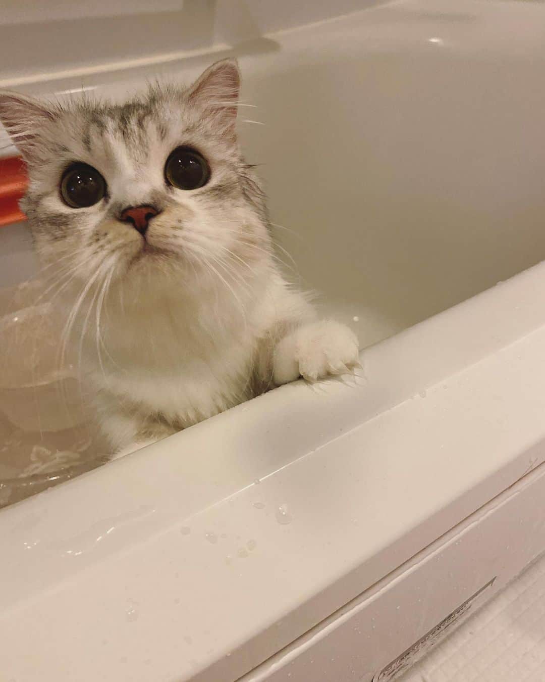 マンチカンのココ王子のインスタグラム：「久々のお風呂だったにゃん🛁 サッパリ✨  ドライヤーにシャー！してパンチお見舞いしてやったにゃ😼✨ 可愛いだけやし手届いてないよってママが笑ってたの。ムキー😾」