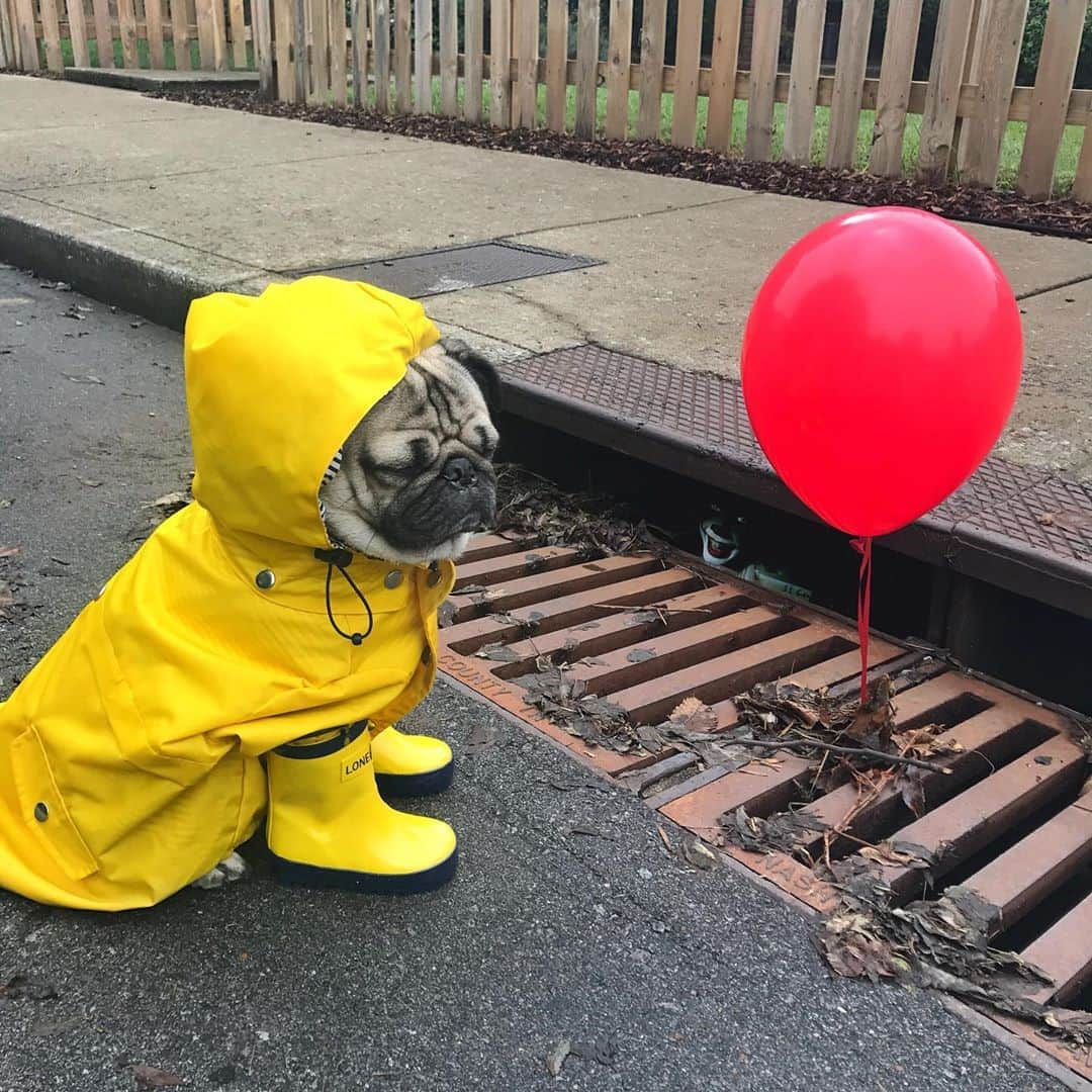 itsdougthepugさんのインスタグラム写真 - (itsdougthepugInstagram)「“You’ll float too” -Doug • Who’s excited for Doug’s 2020 Halloween looks?!」10月25日 0時47分 - itsdougthepug