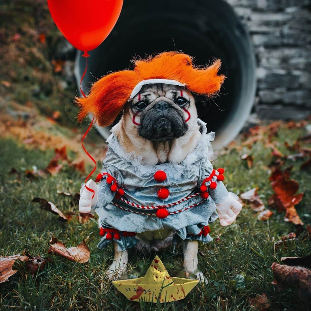 itsdougthepugさんのインスタグラム写真 - (itsdougthepugInstagram)「“You’ll float too” -Doug • Who’s excited for Doug’s 2020 Halloween looks?!」10月25日 0時47分 - itsdougthepug