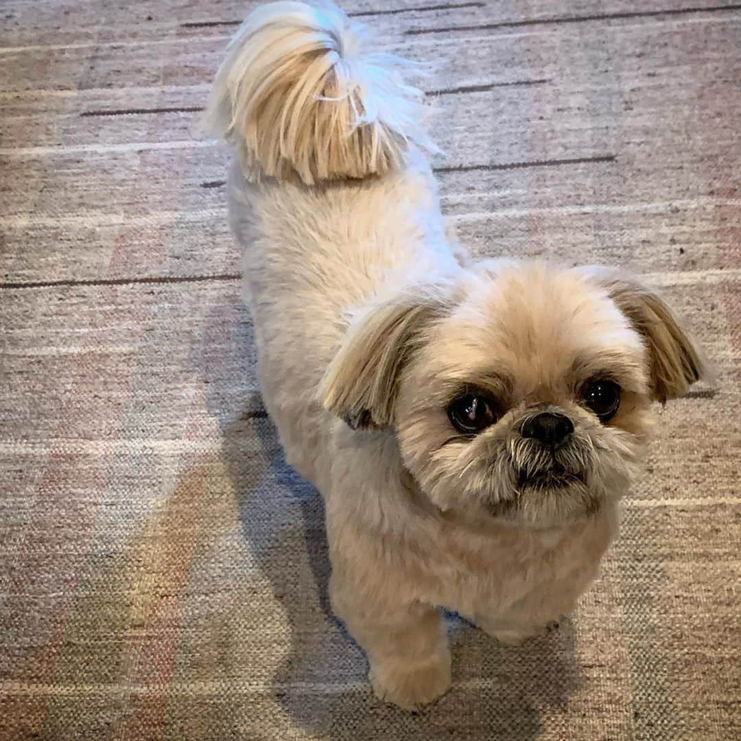 Dougie the Shih Tzuさんのインスタグラム写真 - (Dougie the Shih TzuInstagram)「Lost 10 pounds yesterday.」10月25日 0時59分 - dailydougie