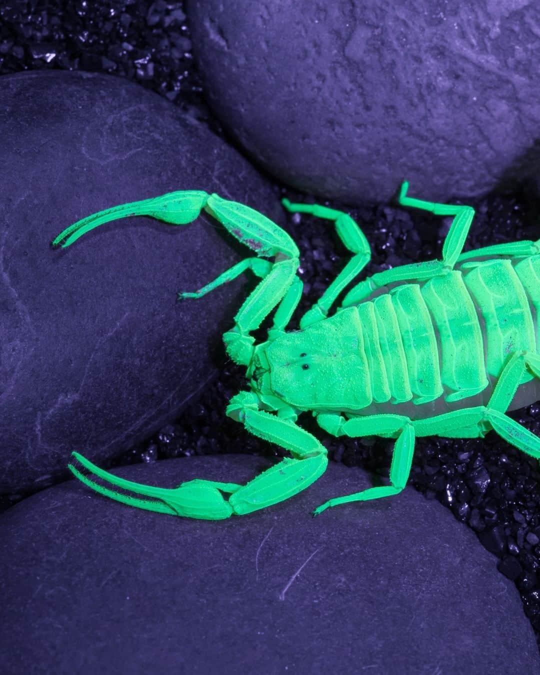 Discoveryさんのインスタグラム写真 - (DiscoveryInstagram)「All scorpions glow under ultraviolet light.   #scorpion #scorpio #glowinthedark #nature_perfection #spookyseason #creepycrawly #ultraviolet」10月25日 1時27分 - discovery