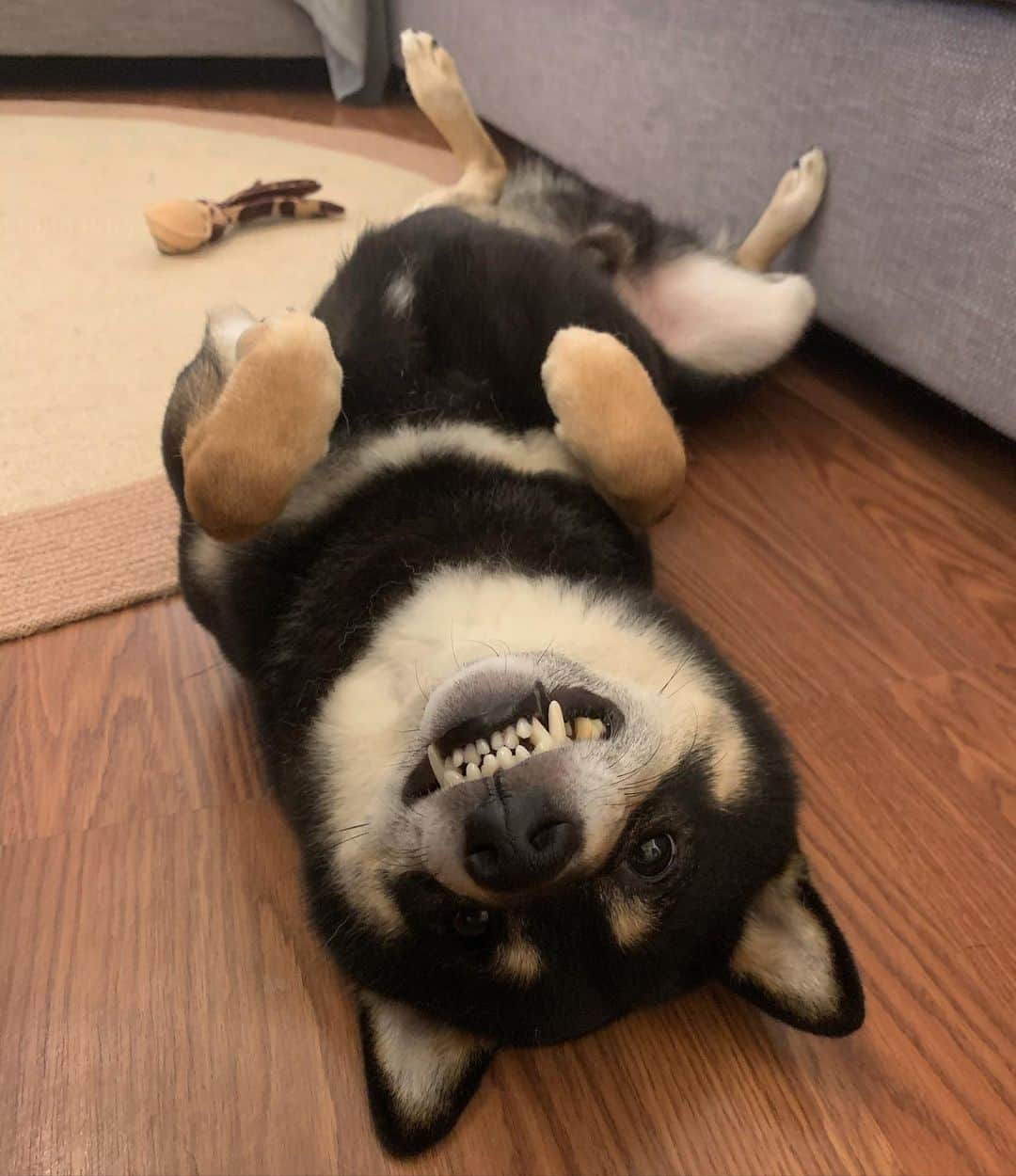 ?Fricko the Shiba Inu?のインスタグラム：「Belly rubs please🥺🥺  🐾 🐾 🐾 #Keaton #🐶 #shiba #shibainu #dog #柴犬 #黒柴 #子犬 shibaholics #dogoftheday #dogslife #weeklyfluff  #dogstagram  #dogscorner #shibapuppy #puppiesofinstagram #shibadog #shibalove #shibagram」