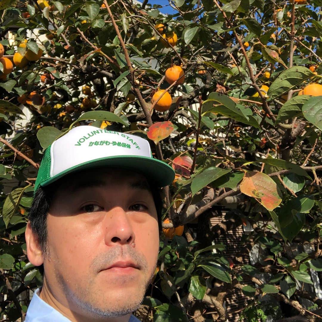 金剛地武志のインスタグラム：「なんか孫が4人いそうな農家のおじさん。今日は実家の柿の収穫。疫病が流行っても、友が死んでも、柿は色付く。」