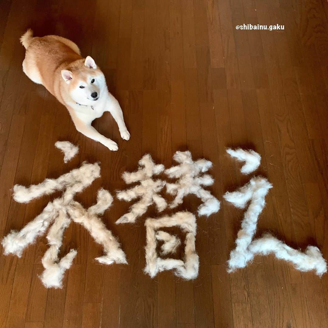 のインスタグラム：「岳は今年、換毛期を迎えたにも拘らず結局、例年のような衣替えをせずにひと夏を過ごしてしまいました➰🐕🥵😱 *  暑い中頑張ったね💮 *  そして、既に10月も下旬🗓 *  なんだかんだで私も衣替えがやっと終わりました😆 *  全然衣装持ちではないけど、季節の変わり目は面倒くさい😱 *  でも、昔は子供達や主人の衣類も私が全て替えてたのだから比べたら今はマシだよね〜😂 *  ちなみに海外って日本のような「衣替え」いう習慣がないらしい😅 *  だから「衣替え」と言う言葉もないみたい💦 🐾----*----*----*----🐾 I changed my wardrobe for the new season👚 🐾----*----*----*----🐾 #柴犬 #岳 #柴犬岳 #柴犬ガク#gaku #shibainugaku #shiba #shibainu #shibastagram #いぬすたぐらむ #dogsofinstagram #catoftheday  #pecoいぬ部 #pecotv #ワンフルエンサー  #Hermoso #weeklyfluff #🐕📷 #dailyfluff #抜け毛 #ダブルコート #抜け毛の多い犬 #もふもふモフモフ #毛文字 #行書 #毛筆 #衣替え #20201024」