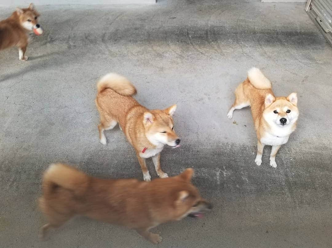 柴犬たま Shibainu Tamaさんのインスタグラム写真 - (柴犬たま Shibainu TamaInstagram)「みんなしっかりひし形😂😂﻿ ﻿﻿﻿﻿ Caption trans🇬🇧﻿﻿﻿﻿﻿﻿﻿﻿ They all have diamond faces😂😂﻿ ﻿﻿﻿﻿﻿﻿ #たま家族 #柴犬ミケ #ミケママ #柴犬コイ #柴犬トロ #柴犬ウニ #おしゅし兄弟 #仲良し親子 #仲良し兄弟 #笑顔 #かなりひし形 #カモメ眉毛 #カモメ眉﻿﻿ #ボール遊び #糸目﻿ #柴犬 #shiba #shibainu #shibastagram #犬 #dog #柴犬子犬 #子犬 #shibapuppy #shibainupuppy #puppy #多頭飼い」10月24日 17時23分 - tama7653