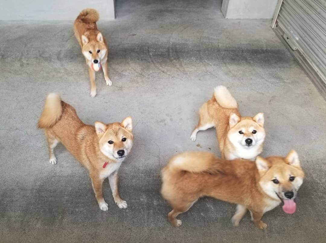 柴犬たま Shibainu Tamaさんのインスタグラム写真 - (柴犬たま Shibainu TamaInstagram)「みんなしっかりひし形😂😂﻿ ﻿﻿﻿﻿ Caption trans🇬🇧﻿﻿﻿﻿﻿﻿﻿﻿ They all have diamond faces😂😂﻿ ﻿﻿﻿﻿﻿﻿ #たま家族 #柴犬ミケ #ミケママ #柴犬コイ #柴犬トロ #柴犬ウニ #おしゅし兄弟 #仲良し親子 #仲良し兄弟 #笑顔 #かなりひし形 #カモメ眉毛 #カモメ眉﻿﻿ #ボール遊び #糸目﻿ #柴犬 #shiba #shibainu #shibastagram #犬 #dog #柴犬子犬 #子犬 #shibapuppy #shibainupuppy #puppy #多頭飼い」10月24日 17時23分 - tama7653