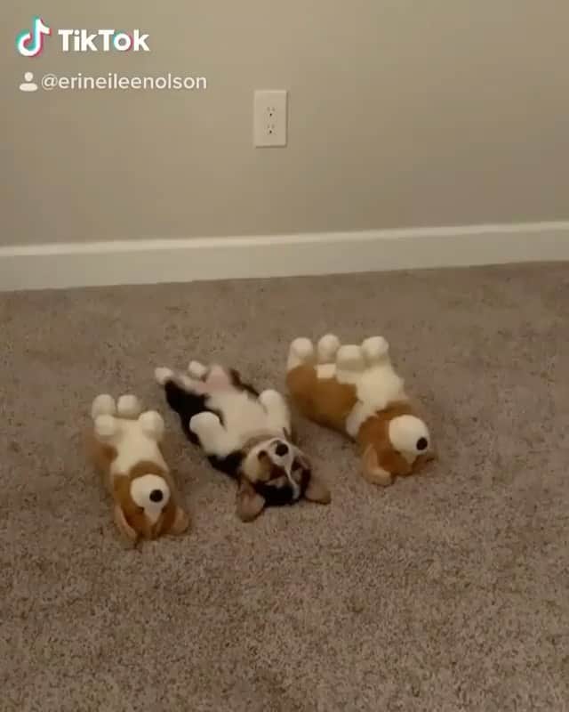 The Critter Havenのインスタグラム：「Lying down in bed  Video by @lizzielemon_corgi via @corgistagrams  #TheCritterHaven」
