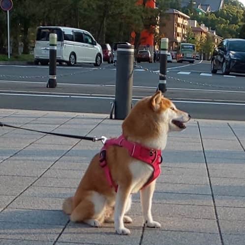 ハナとソラさんのインスタグラム写真 - (ハナとソラInstagram)「* 今日のこよ地方はお天気良くてポカポカあったかくてお出かけ日和だったよ❤️ #こよみの京都はんなり散歩   2️⃣どこかわかるかな～？  3️⃣平安神宮の神宮道に建つ 高さ24m、幅18mの大鳥居だよ⛩️ おっきいよねー😲  #柴犬こよみ #柴犬 #しばいぬ #しばすたぐらむ #いぬすたぐらむ #shibainu #shibastagram」10月24日 18時02分 - nsdikm_hanasora