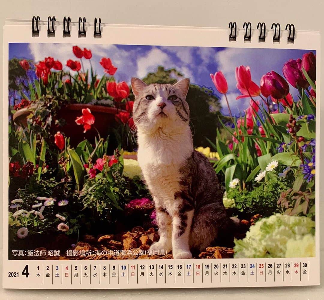 Nyankichi Noranekoさんのインスタグラム写真 - (Nyankichi NoranekoInstagram)「【応援お願いします！】 すっかり秋めいてきました。 月日が経つのは早いもので、今年も残り3ヶ月を切りました。 今年はいろいろなことがあったにゃり．．． 来るべき新しい年は・・・ 心機一転！新しいぼくのカレンダーで、新しい生活にちょっとした彩りと楽しみを感じていただけたら幸いです。にゃり📆 ●〇●旅猫ニャン吉ファンサイト●〇● https://tabinekonyankichi.stores.jp ●〇●ANISTAR（アマゾンペイが使えます）●〇● https://anistar.shop/?category_id=5f74471e93f6195e1d0cb2c6  ニャンと！ぼくのカレンダーをinstagramでご紹介いただいた方の中から合計１０１名の方にクオカード、開運福猫太郎グッズやカレンダーを“無料で”プレゼントしてもらえるんだって！ https://www.instagram.com/p/CFw7HU9A8LE/ 必ず、#旅猫ニャン吉ファンサイト　を付けてください。  何卒よろしくお願いいたします。にゃり_😸 @hokushin.co  #猫 #cat #고양이 #แมว #貓 #кошка #wats #chat #ニャンスタグラム #gato #catsofinstagram #ねこ部 #旅猫 #cats #aso #japan #猫写真 #ねこ #seekor #ネコ #kitty #パトロール #kucing #kucinglucu #カレンダー #猫カレンダー #旅猫ニャン吉ファンサイト」10月24日 18時17分 - noraneko_nyankichi