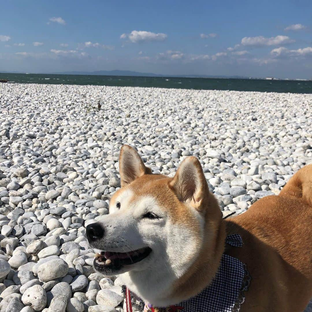 こなつさんのインスタグラム写真 - (こなつInstagram)「今日のお出かけ 泉南ロングパーク 仁徳天皇陵」10月24日 18時37分 - makonatu