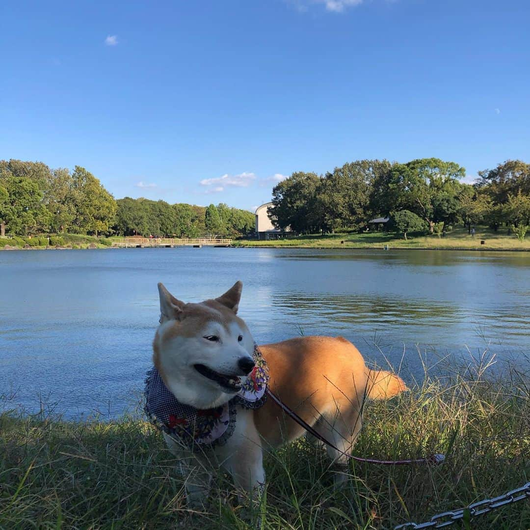 こなつさんのインスタグラム写真 - (こなつInstagram)「今日のお出かけ 泉南ロングパーク 仁徳天皇陵」10月24日 18時37分 - makonatu