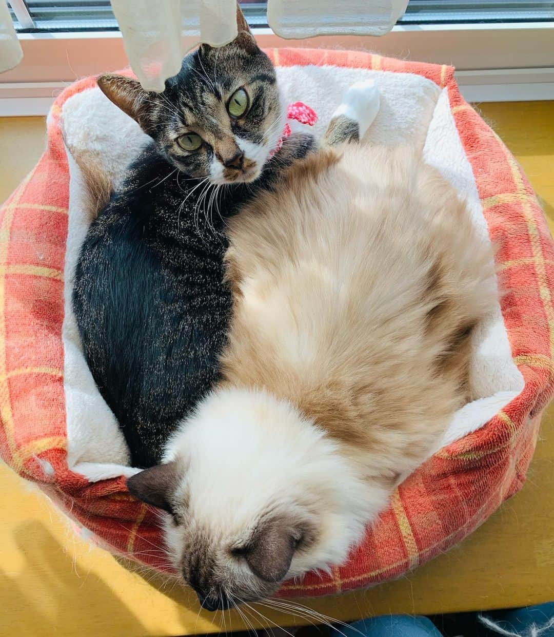 takegaeruのインスタグラム：「今朝はみっちみち😽 #cat #猫 #ragdoll #ラグドール #ホワイトポッチーズ #よもねこ #よもぎねこ #キジトラ #きじとら」