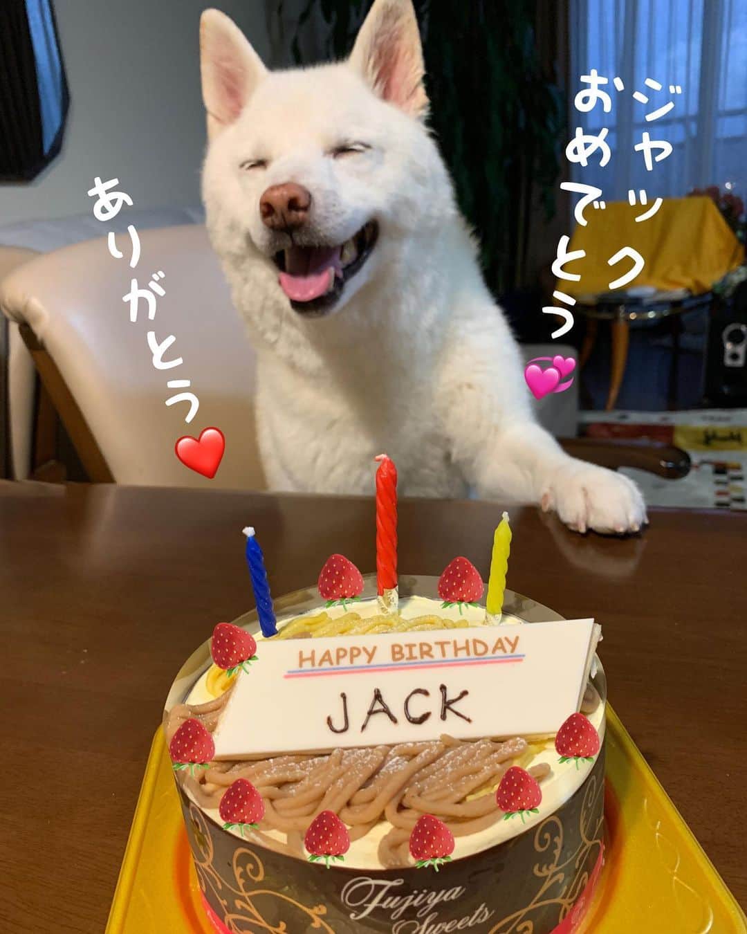 Jacknomamaさんのインスタグラム写真 - (JacknomamaInstagram)「今晩は‼️ 10月「24」Jackは今日で12歳になりました。  💊アトピーのカイカイは出ますが大きな病気もせず今日まで元気に過ごして来れた事に心から感謝です🙏❤️ . #はっぴーばーすでー  #12歳 #まだまだやんちゃ  #しばいぬ #しろしば #ツンツン犬 #柴犬 #白柴 #白柴ジャック #忠犬には程遠い #ペットじゃないよ #家族だよ #愛犬 #shiba #shibaken #shibainu #shiroshiba #insta_dog #insta_dogs #フェイクストロベリー  #しーっ🤫  皆様、沢山のお祝いコメント有難う御座います💞👋🐶🙇🏻‍♀️🙏✨」10月24日 19時12分 - siroshiba