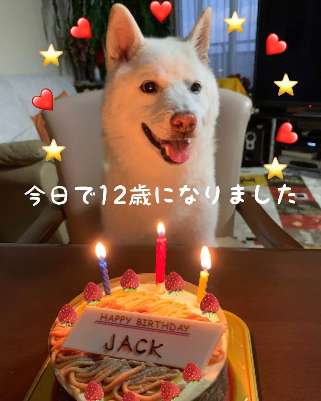 Jacknomamaさんのインスタグラム写真 - (JacknomamaInstagram)「今晩は‼️ 10月「24」Jackは今日で12歳になりました。  💊アトピーのカイカイは出ますが大きな病気もせず今日まで元気に過ごして来れた事に心から感謝です🙏❤️ . #はっぴーばーすでー  #12歳 #まだまだやんちゃ  #しばいぬ #しろしば #ツンツン犬 #柴犬 #白柴 #白柴ジャック #忠犬には程遠い #ペットじゃないよ #家族だよ #愛犬 #shiba #shibaken #shibainu #shiroshiba #insta_dog #insta_dogs #フェイクストロベリー  #しーっ🤫  皆様、沢山のお祝いコメント有難う御座います💞👋🐶🙇🏻‍♀️🙏✨」10月24日 19時12分 - siroshiba