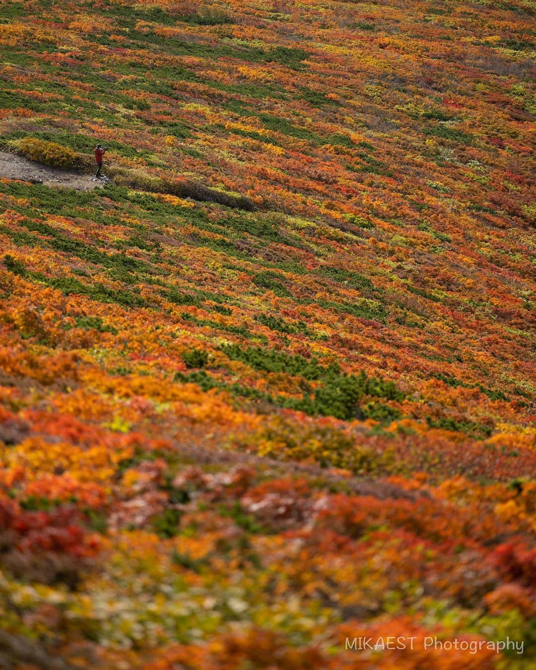 mikaestのインスタグラム：「Mt.Kurikoma Oct. 3rd, 2020 . 今年も紅葉の栗駒山に登ってきました🍁 ３年連続３回目。 今回の成果：70-200を持って登ったこと😂 . . 【お知らせ】 明日25日(日)13時～14時に 東京カメラ部2020写真展 Online Exhibition 内で行われる環境省のインスタライブに出演します!!! 「34の美しさと物語がある、日本の国立公園」がテーマで、四国の「足摺宇和海国立公園」を担当する柄木さんと共に、私は「三陸復興国立公園」を担当し、その魅力をお伝えします。 ぜひご覧ください!!! .」