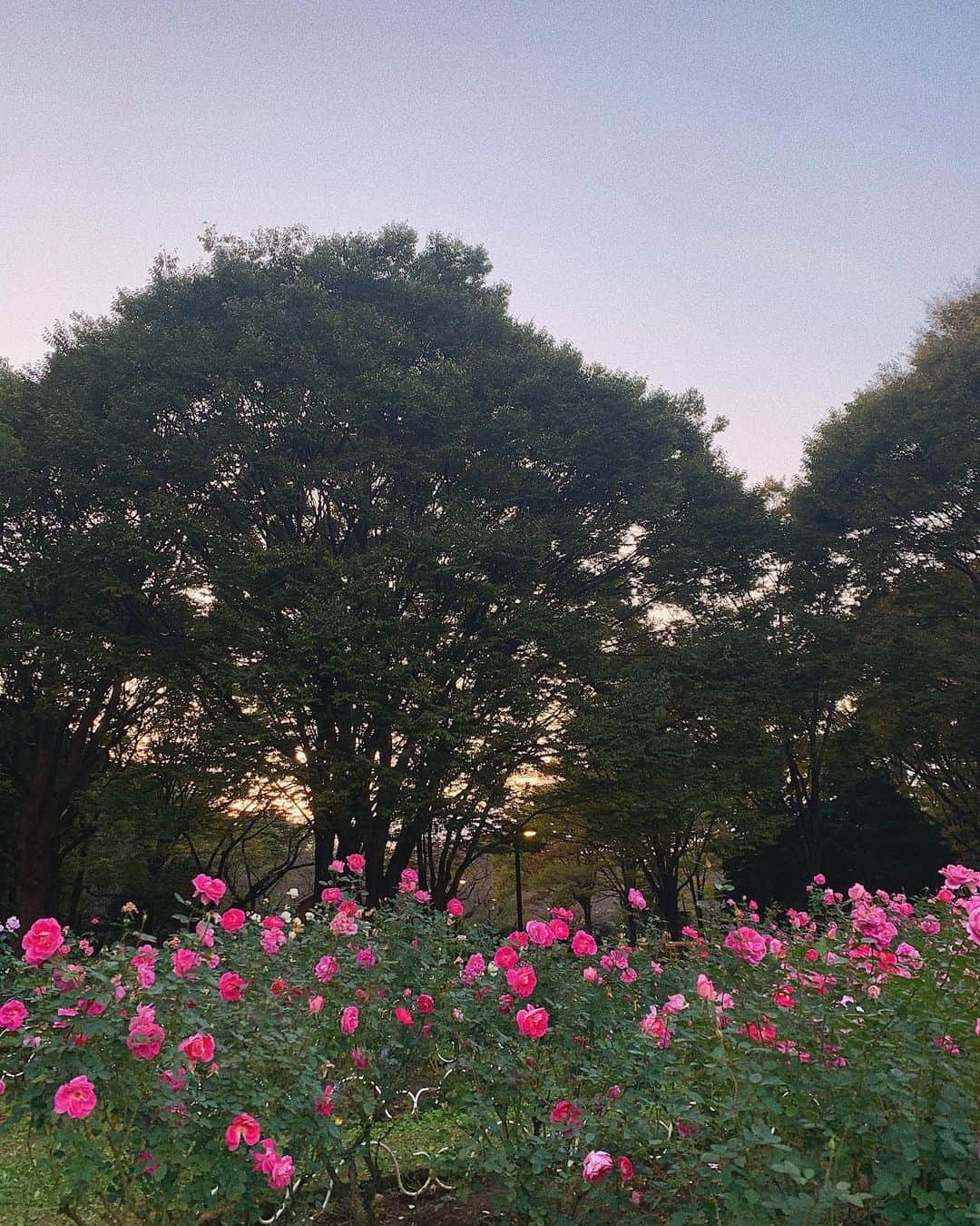 神尾美沙のインスタグラム：「﻿ ﻿ 夕方の綺麗さ…☺️﻿ しろも久々のドッグランに大興奮！﻿ よかったねぇー☺️﻿ ﻿ ﻿ #yoyogipark#park#dogrun#rose#japaneserose#rosegarden#代々木公園#代々木公園ドッグラン#ドッグラン#バラ園#白ポメ#白ポメラニアン#ポメラニアン#しろぽめ」