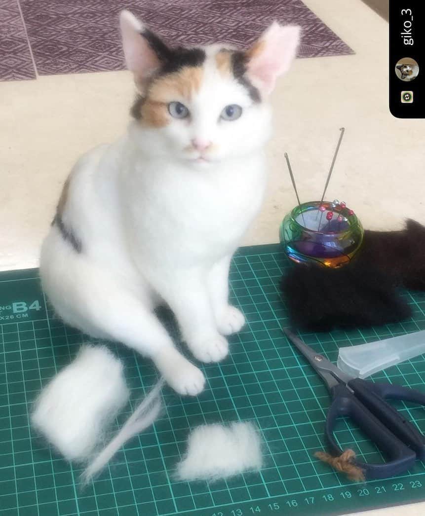 Kachimo Yoshimatsuさんのインスタグラム写真 - (Kachimo YoshimatsuInstagram)「@giko_3 さん、ミケ子製作中！ もう、素晴らしい！素晴らしい！ ホント素晴らしい！ 言っておきますが、 羊毛フェルトですよ。 お間違いのないように。  #うちの猫ら #ミケ子 #mikeko #猫 #ねこ #cat #ネコ #catstagram #ネコ部 http://kachimo.exblog.jp  #Repost with @Repostlyapp @giko_3 ミケ子さんのお顔、ほぼ完成です😊 ナナクロちゃんは、目の表情で苦戦中😥💦💦💦  #羊毛フェルト #羊毛フェルト作品  #猫 #ネコ #ねこすたぐらむ  #ハンドメイド #ねこ部  #動物」10月24日 19時22分 - kachimo