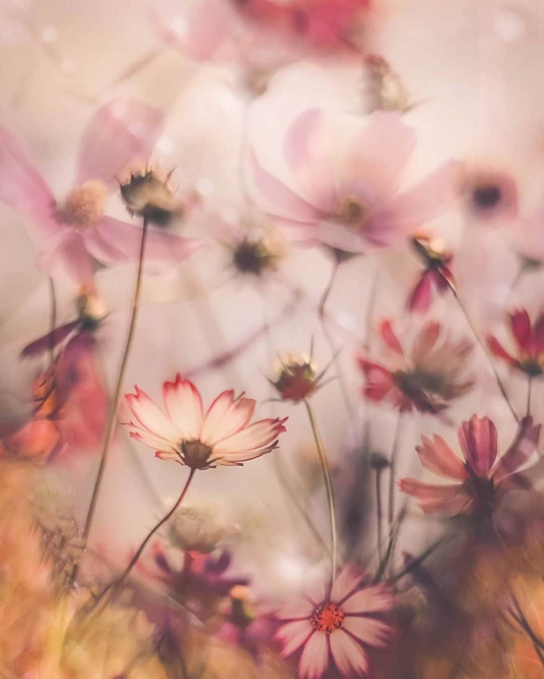 花の写真館のインスタグラム：「Photo by @nyotome.⠀ https://instagram.com/nyotome/⠀ .⠀ Original Post[投稿いただいたURL]⠀ https://www.instagram.com/p/CFPM-yQswLK/⠀ .⠀ 本アカウントは、 #私の花の写真 をつけてInstagramに投稿された皆さまの花の写真や、「花の写真館」Facebookページで投稿された花の写真を紹介します。⠀ 「花の写真館」Facebookページは、「 @floral.photograph 」のプロフィールにあるURLからご覧ください。⠀ .⠀ ※各自、政府、自治体など公的機関の指示に従った行動をお願いします。⠀⠀ 東京カメラ部および分室では、写真を「見る楽しみ」を提供することを通して、微力ながら皆様にわずかな時間でも癒しをお届けしたいと思っております。⠀ ※本アカウントは東京カメラ部がFacebook、Instagramのサービスを利用して運営しているもので、Facebook社・Instagramとは一切関係ありません。⠀ .⠀ #花の写真館 #floralphotograph #floralphoto #flower #flowers⠀ Follow: @floral.photograph」