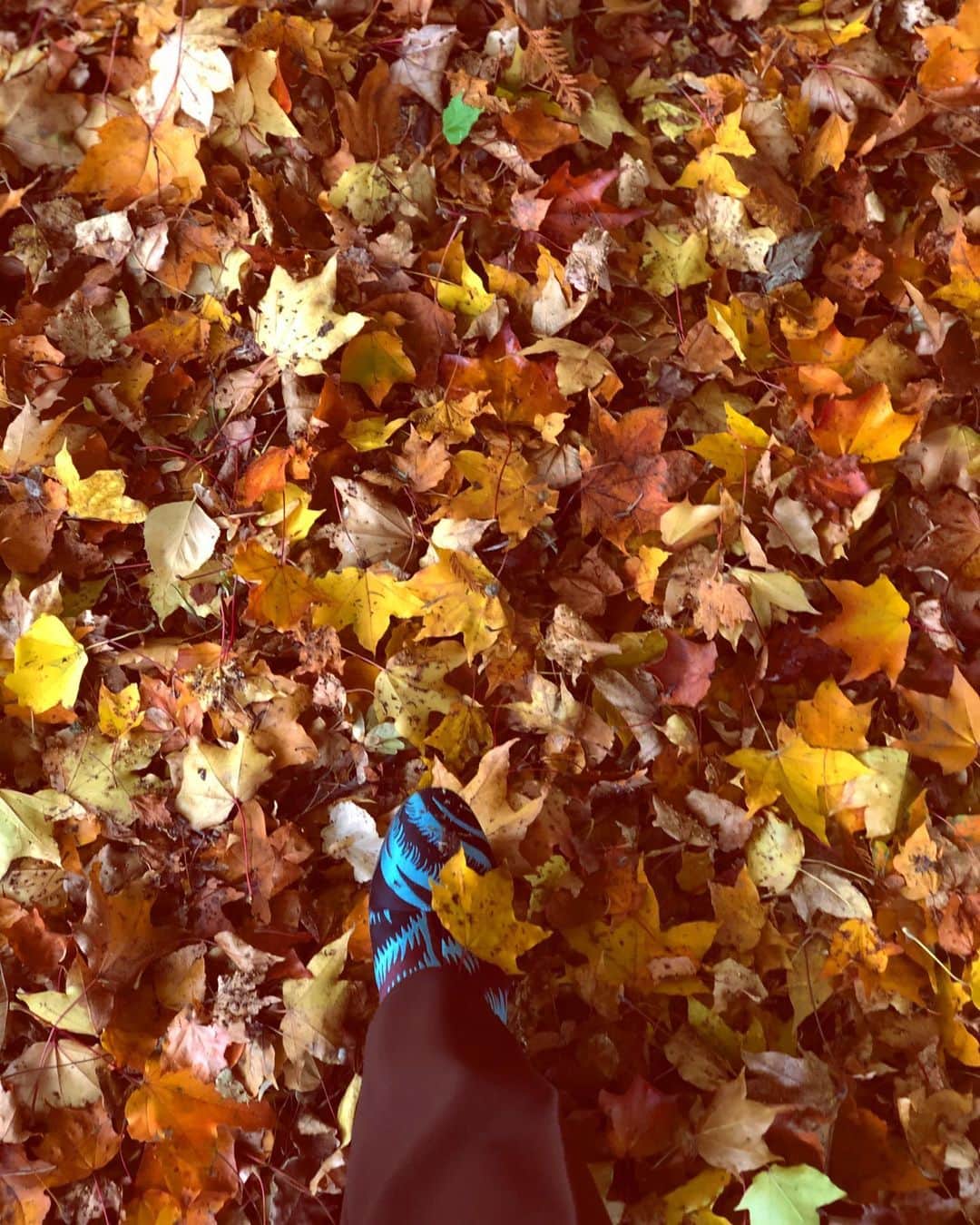 長尾悦美さんのインスタグラム写真 - (長尾悦美Instagram)「Autumn in Sapporo 🍁  今日の　@jamaisvu_jp  コラボニットはスキッパーのビリジアングリーンに。  紅葉との色合わせが♡  風は冷めたいけど空気が美味しい。  もうすぐ雪降るね❄️  #セントラルパーク風 #sapporo」10月24日 19時31分 - yoshiminagao
