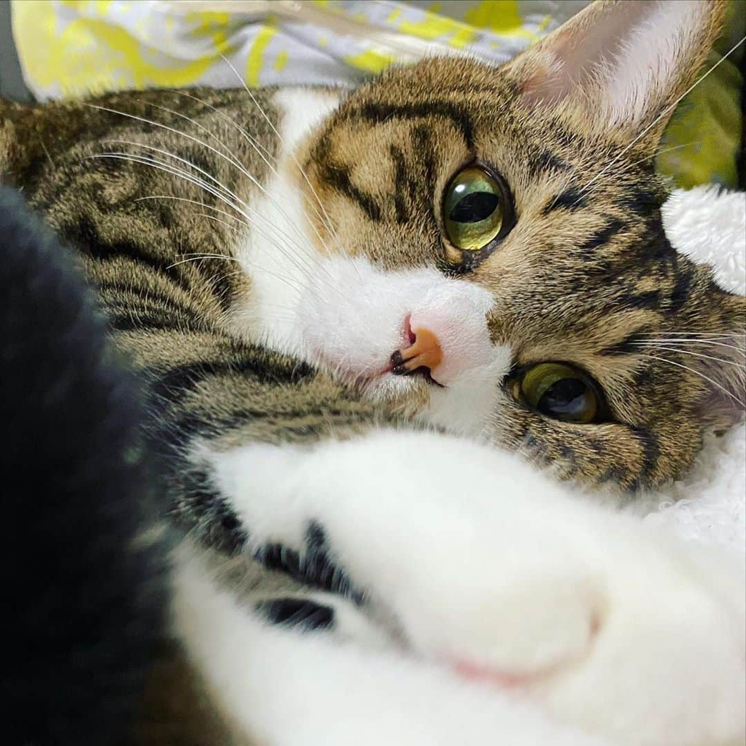 のインスタグラム：「振り返ったら、こんな可愛い顔で 見つめられてるなんて知った瞬間、 嫌なことがあったとしても（今は無いけれど）何事も良かったと思えちゃうよ。 #lukarly #catsofinstagram #にゃんすたぐらむ」