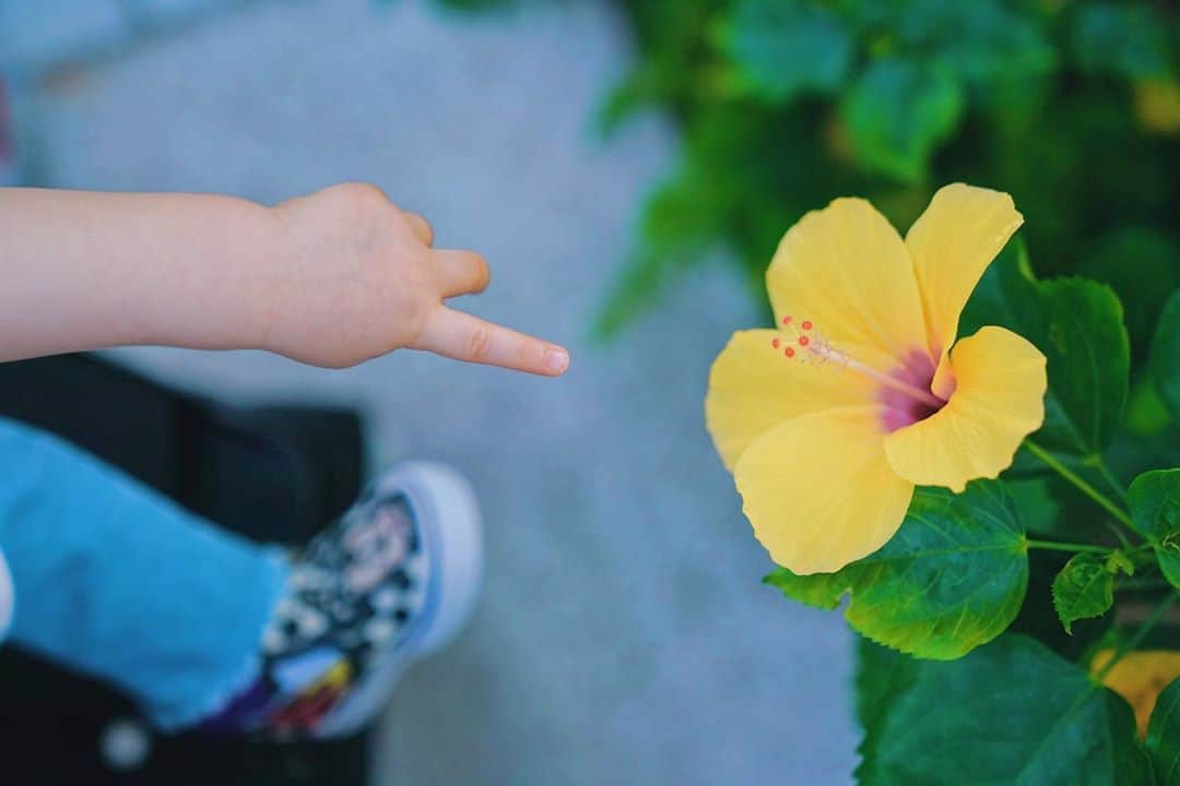 チャウ・パッホウのインスタグラム：「是呀寶貝 這就是花 MAMA DADA 也很喜歡花🌼」