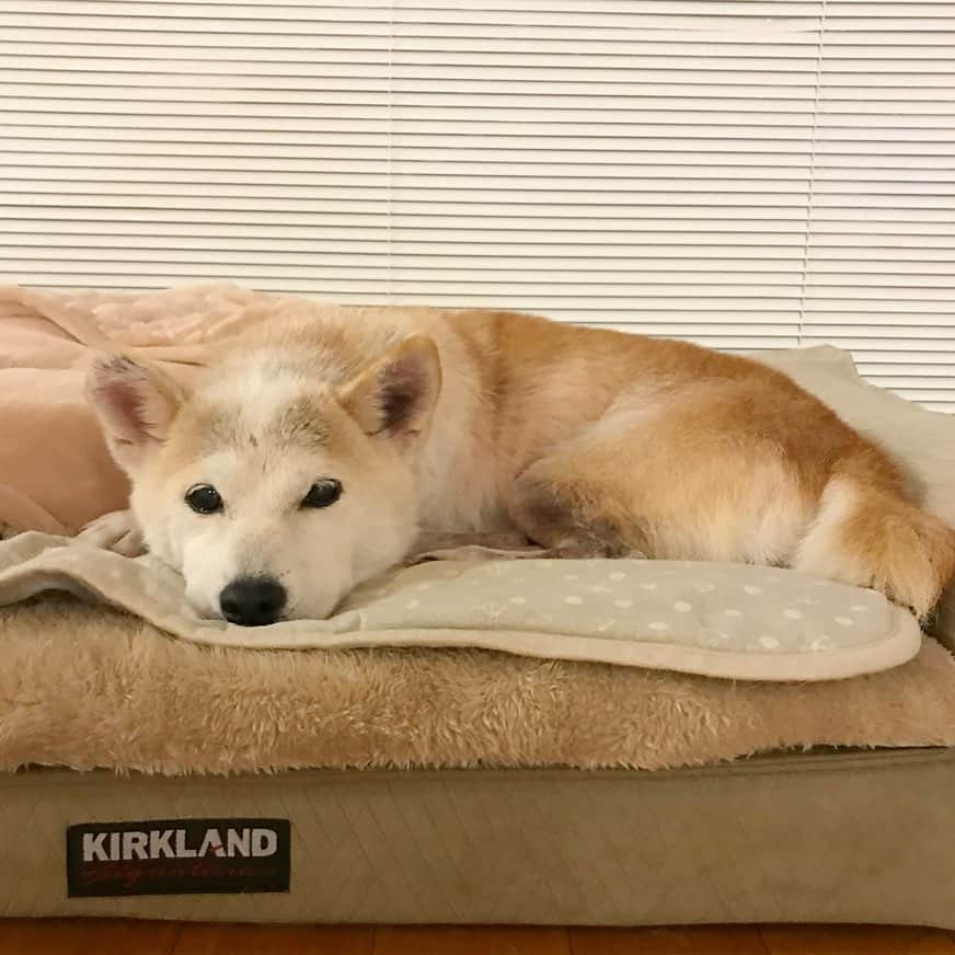 柴犬リリコのインスタグラム：「シャンプー🧴してスッキリ🐶✨」