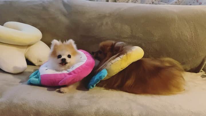 r_oseのインスタグラム：「After dinner chilling🍑🍍〰️」