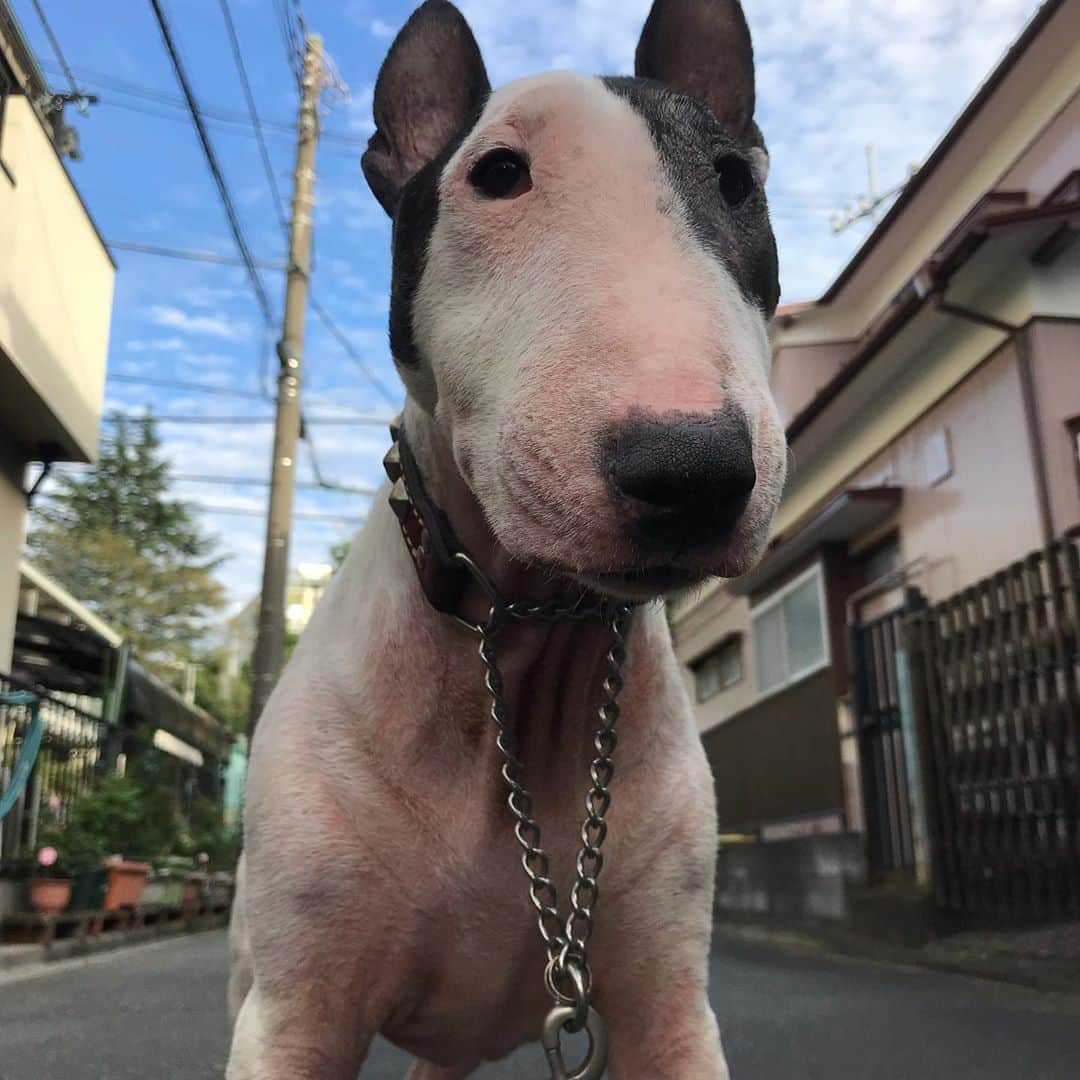 Q太郎さんのインスタグラム写真 - (Q太郎Instagram)「#minituru#bull#terrier#minibullterrier#miniturubullterrier#dog#dogstagram#cute#qtaro#love#family#ミニチュア#ブルテリア#ミニチュアブルテリア#Q太郎」10月24日 19時54分 - qtaro.jun