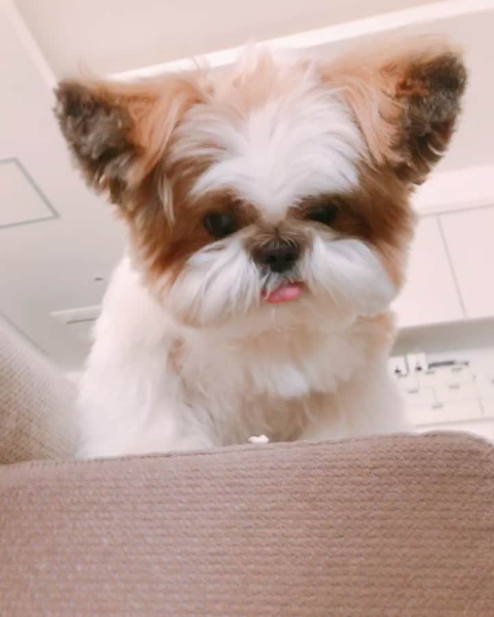 水嶋はちのインスタグラム：「Ewwwww😫🐶 * * ガビーーン ボクのボーロちゃーーーん😭🐶 * * #はち #HACHI #シーズー大好き部」