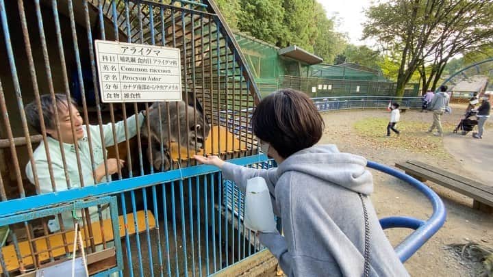 木村安梨沙のインスタグラム：「福知山市動物園にて アライグマさんに餌をあげたかったけど ありさあげるの下手やし、 飼育員さんの無理矢理感が面白かった🤣（笑） ここの動物園は ほとんどの動物に餌あげれるから 子供がいる人はおすすめ！！」