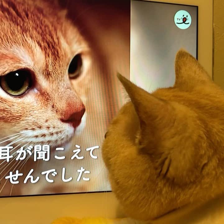 ruiruiのインスタグラム：「福ちゃんは元気です（2020/10/24） . テレビ画面を見てる福ちゃんです☺️ YouTubeを観ていたら福も一緒に見始めたので、PECOさんが新しく作ってくれた福の動画を一緒に観る事にしました。 動画をご覧になりたい方は「PECOチャンネル」で検索すると福のサムネイルが出てくると思います☺️ . . 今日病院に行き、お注射と飲み薬を処方してもらいました。 腫れの原因はやはりわからないらしく、次の抗がん剤治療までは飲み薬で様子を見ることになったそうです。 腫れも治り、今日も朝晩はしっかりご飯を食べて穏やかに過ごしてます。 . 福へのたくさんの応援コメントありがとうございます🙇‍♀️ . . . Fuku-chan has been treated with anti-cancer drugs after radiation therapy. Wearing clothes to protect the treated area. . . #抗がん剤治療中 #放射線治療 #皮膚型リンパ腫 #手作り術後服 #福ちゃんは耳が聞こえない #右目失明 #元野良猫 #保護猫 #猫 #にゃんこ #にゃんすたぐらむ #ねこ #茶トラ #ねこ部 #ふわもこ部 #ペコねこ部 #pecocat #mofmo #deafcat #cute #cat #cats #catlover #catstagram #instacat #Instagramcats #ilovemycat  #catsofinstagram #catstagram_japan」