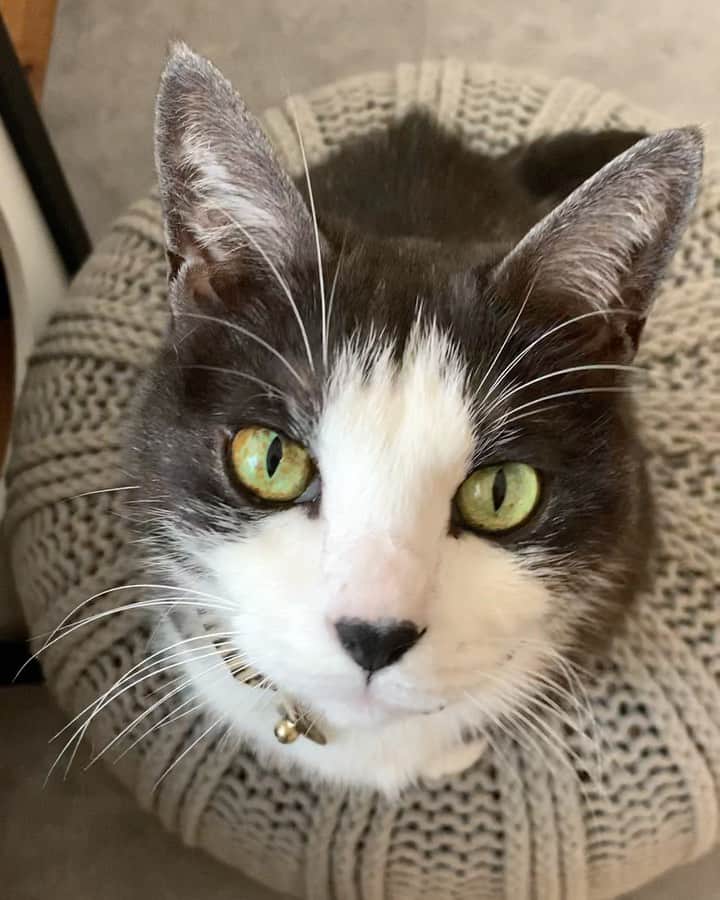 nocoaのインスタグラム：「． 抱っこしてくれて言うてます🤤 ． ． #nocoa動画#catvideo#猫動画」