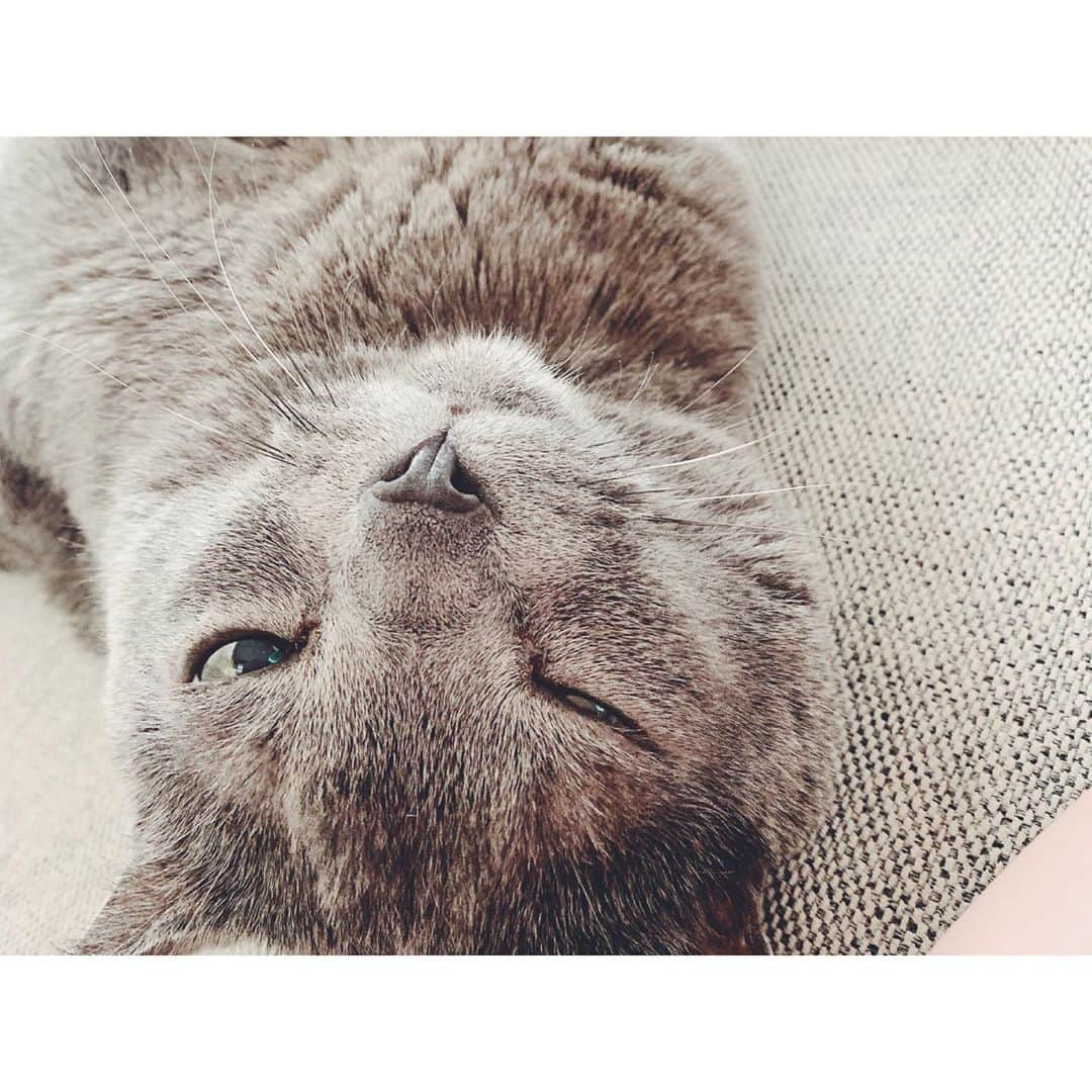 沙央くらまさんのインスタグラム写真 - (沙央くらまInstagram)「#mycat #boy #linus ライナスの存在の大きさを感じる今日この頃。 小さなこの子の大きな力に感謝。 #ライナス #猫のいる暮らし #ロシアンブルー #ロシアンブルーの男の子」10月24日 20時42分 - kurama_sao