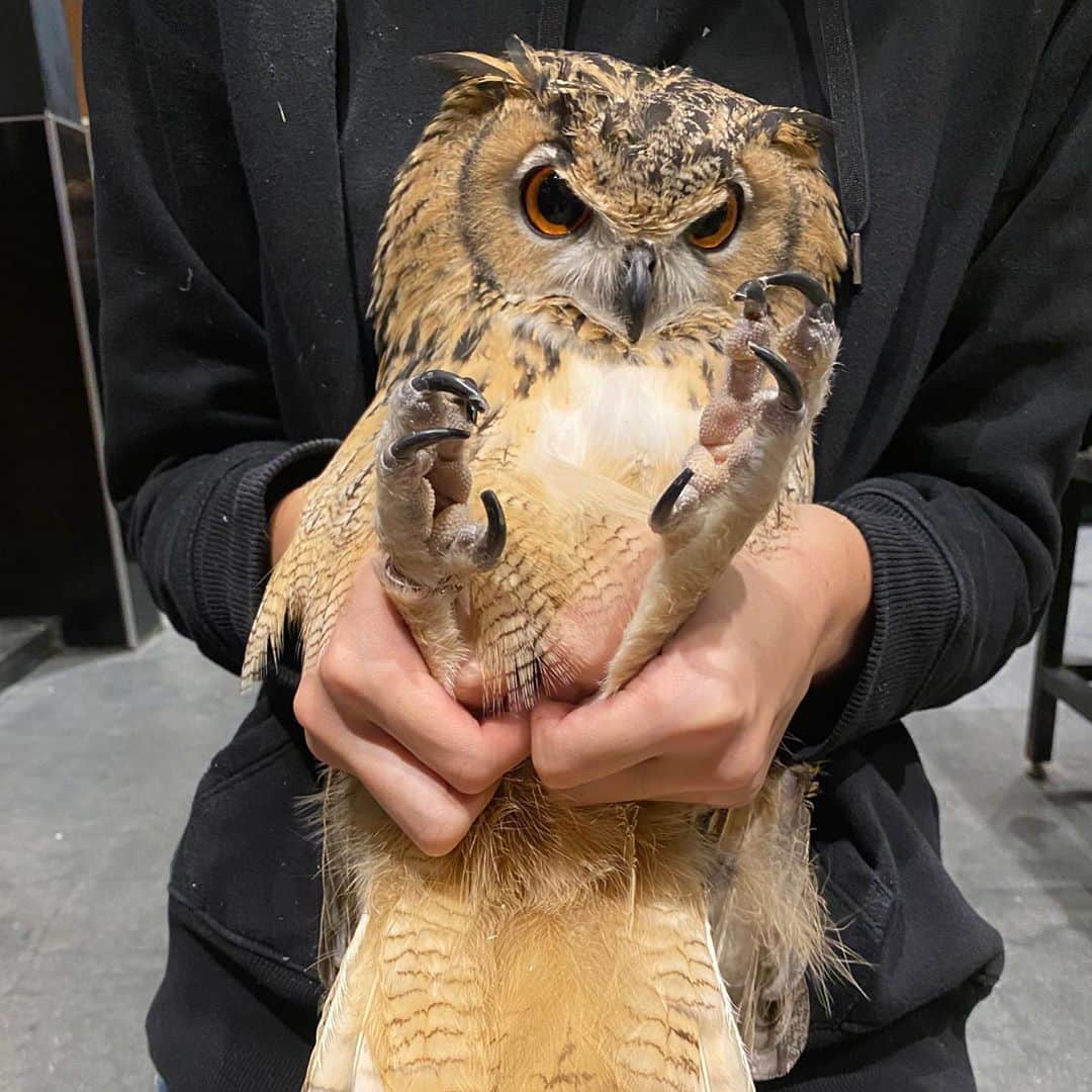 GEN3 Owlのインスタグラム：「メンテナンス中のガルー / maintenance #owl #owlgaru」