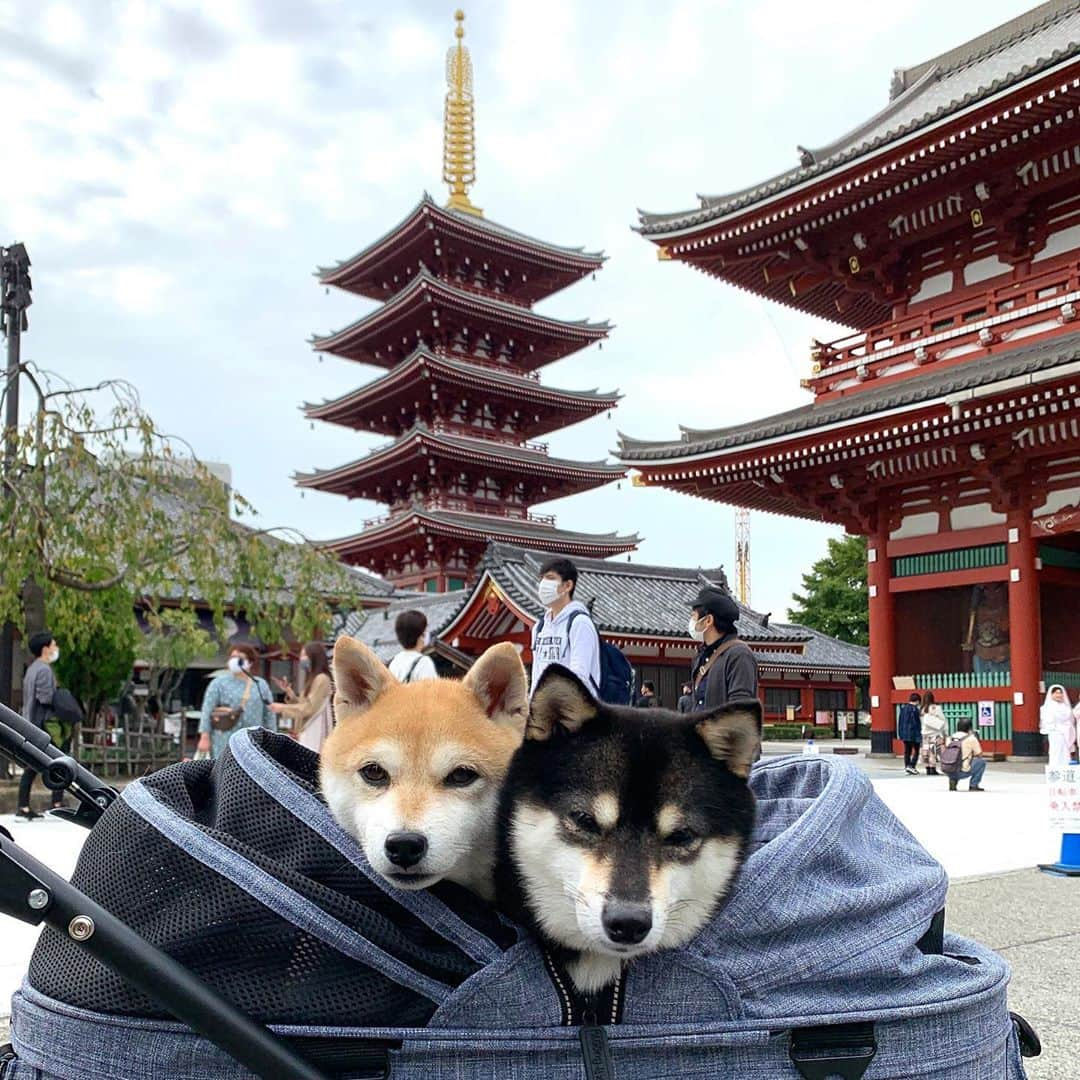 豆柴なつ&ふゆさんのインスタグラム写真 - (豆柴なつ&ふゆInstagram)「We go to Asakusa😊‼️ 浅草〜😊‼️  #旅行 #travel #東京 #tokyo #浅草 #asakusa　#雷門 #trip#シバフル #わんダフォ #shibamania  #柴犬ライフ#pecoいぬ部 #shiba_snap  #instashiba#cutedogs  #柴犬#shiba #shibainu #shibastagram #いぬすたぐらむ #pecoいぬ部 #犬バカ部 #shibainumag_feature #instafollow #dogoftheday  #🐕📷 #theshibasociety  #柴#proudshibas  #柴犬マニア」10月24日 20時53分 - mameshiba.natsuinu56