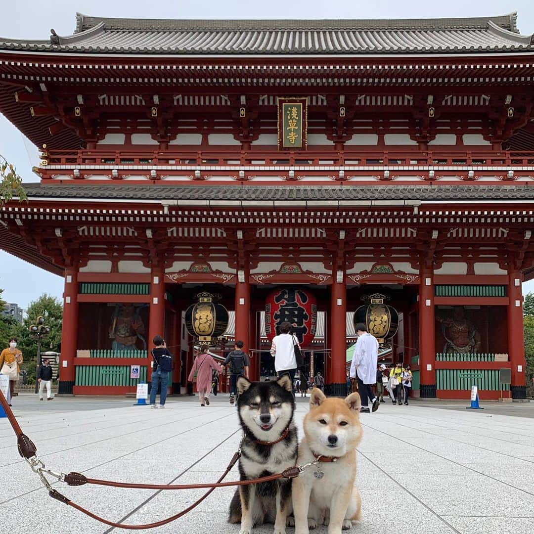 豆柴なつ&ふゆさんのインスタグラム写真 - (豆柴なつ&ふゆInstagram)「We go to Asakusa😊‼️ 浅草〜😊‼️  #旅行 #travel #東京 #tokyo #浅草 #asakusa　#雷門 #trip#シバフル #わんダフォ #shibamania  #柴犬ライフ#pecoいぬ部 #shiba_snap  #instashiba#cutedogs  #柴犬#shiba #shibainu #shibastagram #いぬすたぐらむ #pecoいぬ部 #犬バカ部 #shibainumag_feature #instafollow #dogoftheday  #🐕📷 #theshibasociety  #柴#proudshibas  #柴犬マニア」10月24日 20時53分 - mameshiba.natsuinu56