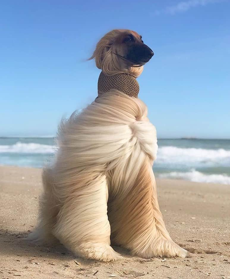 animals.coのインスタグラム：「Bad hair day? Never 🐶 Photography by @astontheafghan」